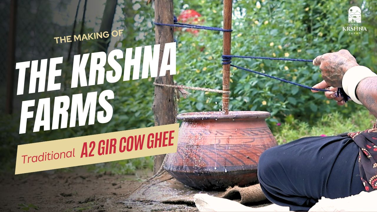 Load video: The Krshna Farms, Benifits of Pure Traditional Bilona Desi Cow A2 Ghee, Desi Gir Cow Farm Ghee, Vedic cow ghee, cow ghee, pure a2ghee india